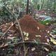 A refuse pile produced by leaf-cutter ants.